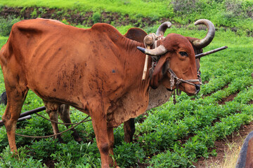 Oxen or bulls. In some areas in india it is used as a pulling animal or working animal for agricultural purposes. method of farming used in India since thousands of years. bull working in farming