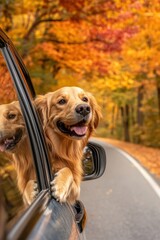 Canvas Print - Golden retriever enjoying autumn drive