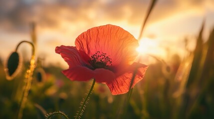 Wall Mural - Poppy Flower Sunset