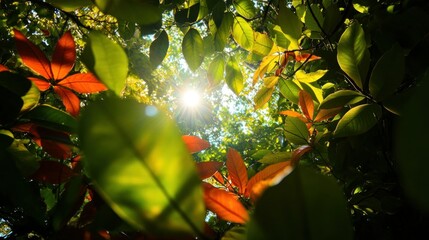 Sunlight filters through vibrant green and red leaves in a lush forest canopy.