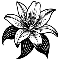 Wall Mural - lily vector.Cute hand drawn flower vector illustration in black outline and white plane. Cute hand drawn flower vector illustration in black outline and white plane on white .flower vector.flower logo