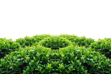 Aufkleber - A bush of green leaves with a white sky in the background, suitable for nature and outdoors scenes