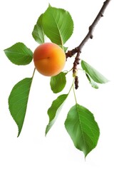 Poster - A single peach hangs from a branch with lush green leaves, perfect for food or decoration
