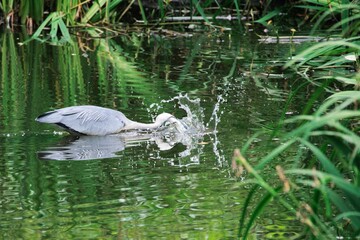 Canvas Print - Heron catching a fish in a lush green pond, creating a splash in the water