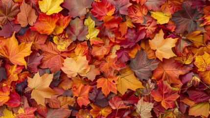 Wall Mural - Autumn leaves pattern background top view