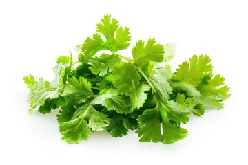 Poster - A collection of green leaves arranged on a white surface
