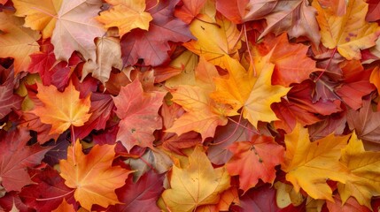 Wall Mural - Autumn leaves pattern background top view