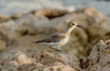 Wall Mural - Small bird on rocky terrain with blurred background.