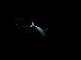 View of a whale swimming in dark ocean waters.