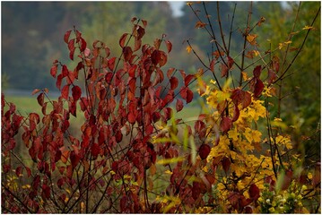 Poster - Vibrant autumn foliage in a natural setting