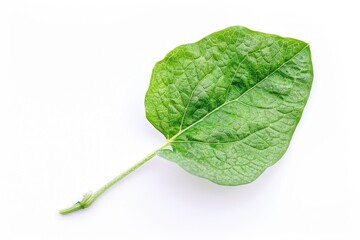 Poster - A single green leaf sits on a white surface, isolated and simple