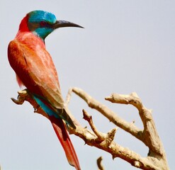 Wall Mural - Colorful bird on a dry branch.