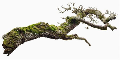 Poster - A natural scene with a moss-covered tree branch on a white background, ideal for use in nature-inspired designs and illustrations