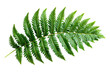 © tonstock - Close-up of a single green fern leaf with intricate details and fresh, vibrant texture, isolated on a white background.