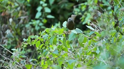 Wall Mural - Slow motion footage of a rufous-throated wren-babbler bird perching on a moving small tree branch