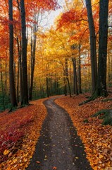 autumn in the forest, beautiful autumn path, orange and yellow leaves