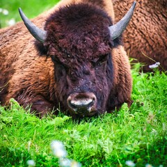 Poster - Resting bison in a grassy field