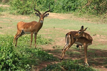 Sticker - Two impalas in a wildlife reserve