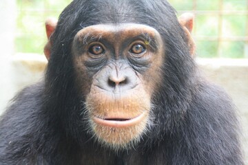 Wall Mural - close-up of a chimpanzee with a soft background.