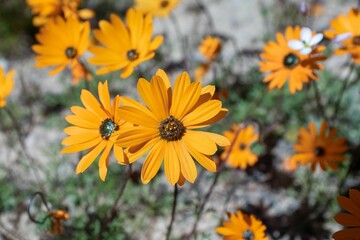 Canvas Print - Close-up of vibrant orange flowers in full bloom, against a blurred natural background