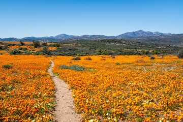 Wall Mural - Scenic view of a field of vibrant orange wildflowers in South Africa