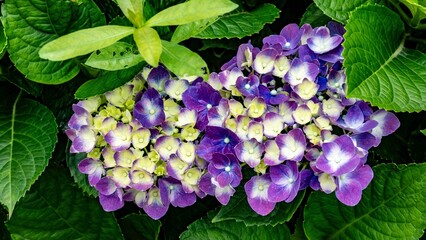 Canvas Print - Vibrant hydrangea flowers close-up