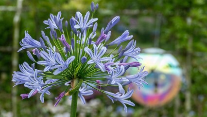 Poster - Blooming purple flower with colorful garden ornament