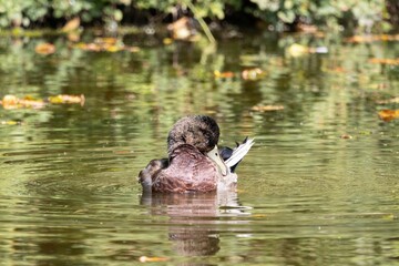 Wall Mural - Duck preening on a serene pond.