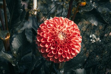 Poster - Vibrant red dahlia in full bloom