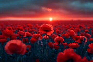 Poster - Vibrant poppy field at sunset with rich red blooms stretching under a dramatic sky in the evening light