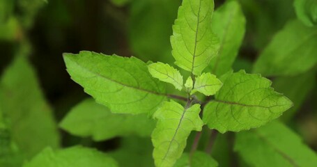 Wall Mural - Closeup footage of holy basil plant (Ocimum tenuiflorum) growing in the garden during daytime