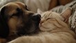 © bajita111122 - Detailed close-up of a cat nuzzling a dog's face, capturing their playful interaction in a cozy home, [emotional bond], [playful pets].