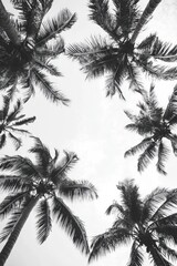 Wall Mural - Coconut tree with leaf closeup view