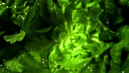 Wall Mural - Fresh lettuce with a splash of water. Filmed on a high-speed camera at 1000 fps. High quality FullHD footage