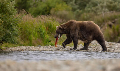 Brown bear in Katmai, Alaska