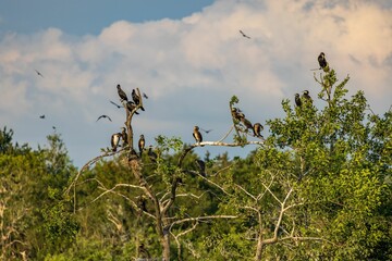 Wall Mural - Birds perched on a tree with a cloudy sky