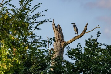 Wall Mural - Heron perched on a dead tree branch in nature.