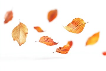 Wall Mural - Autumn leaves leaf background floating.