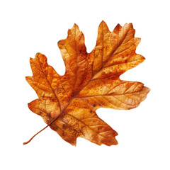 Orange oak leaf on transparent background.