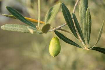 Olive branch with green growing olive fruit closeup