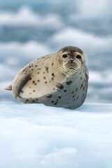 close-up of a harbor seal (phoca vitulina) in kenai-fjords national park alaska