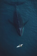 Wall Mural - Aerial view of a person kayaking in sea water with a giant whale underwater