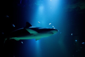 Shark silhouette swimming in blue illuminated aquarium.