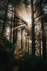 Wall Mural - Golden morning sun rays shining through dark forest onto lonely path in the Pacific Northwest