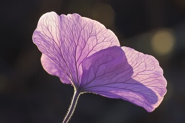 Canvas Print - flower on black background