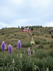 Sticker - Purple wildflowers bloom in the foreground with a small building on a grassy hill in the distance.