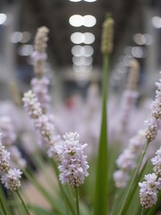 Canvas Print - Delicate pink flowers with long, slender green stems.