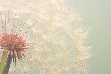 Poster - Vintage photography of a Dandelion on the pastel blue background