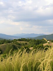 Canvas Print - A field of tall grass in the foreground with rolling hills and a blue sky in the background.