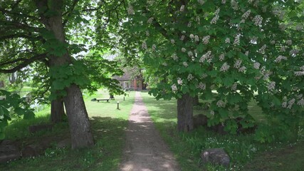 Wall Mural - Lake house in the park in spring. A path under a green chestnut tree with white flowers. A harmonious place for a relaxing holiday. Latvia